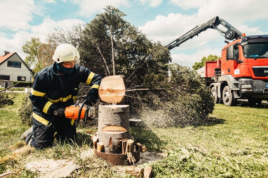 tree removal winnipeg cost in Winnipeg, Manitoba