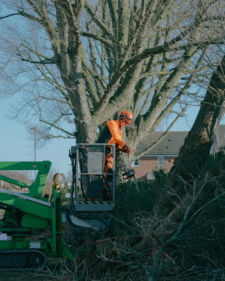 Tree care crew trimming a residential tree from an aerial lift in Winnipeg