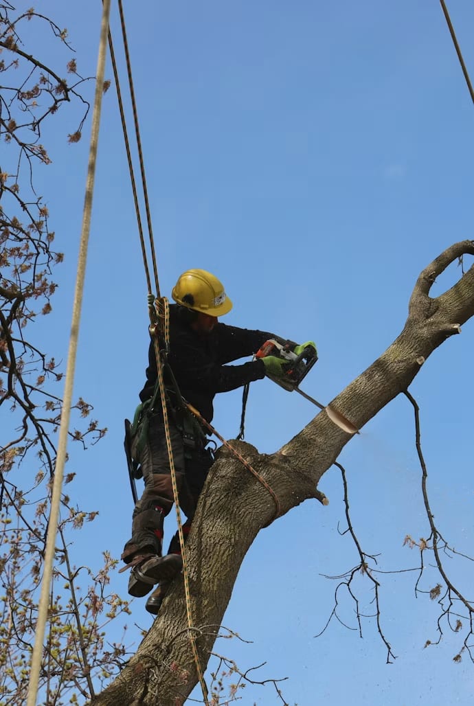 Arborist cutting a large branch at height using rope access