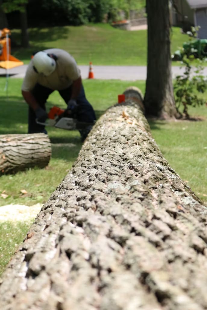 Crew member cutting a felled tree trunk into sections for cleanup