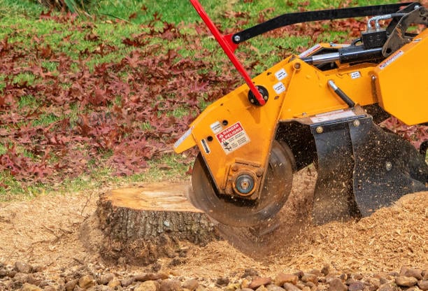 Stump grinder machine grinding a tree stump below grade