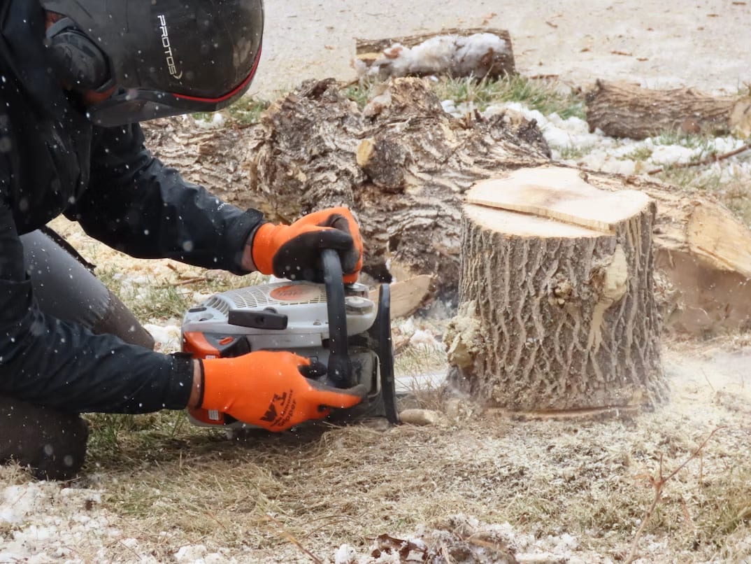 Worker cutting down a tree stump with a chainsaw in winter conditions