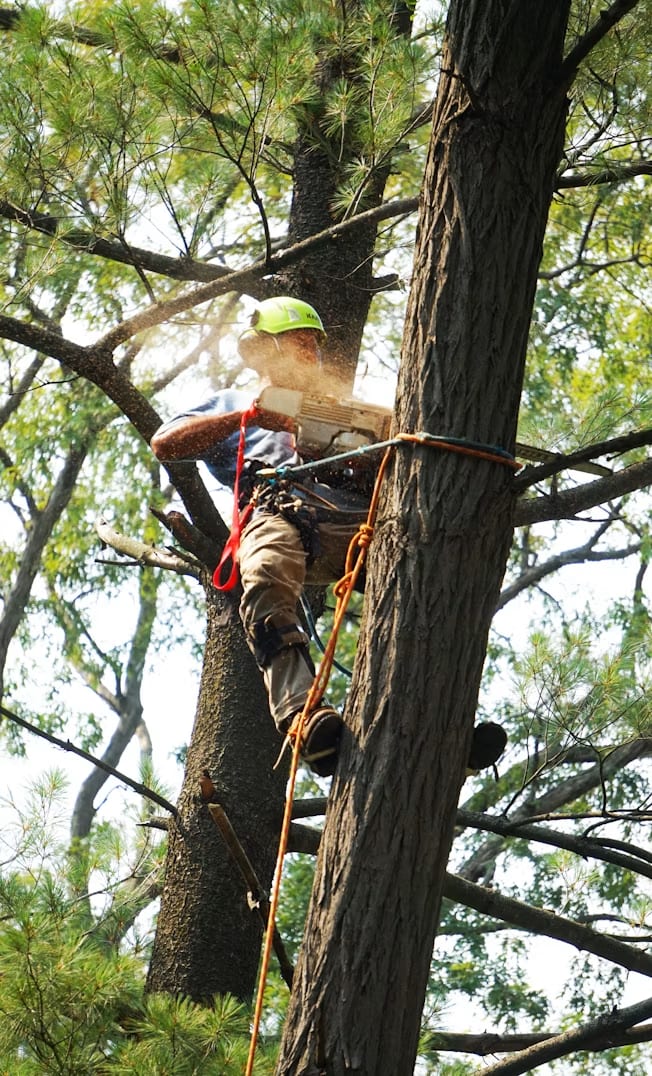 Arborist using rope access and a chainsaw to remove a large tree in Winnipeg